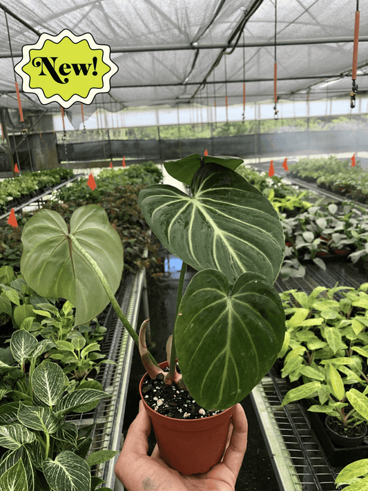 Philodendron Gloriosum 'Zebra' - Plantonio