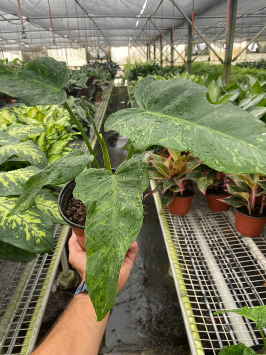 Philodendron 'Golden Dragon' - Plantonio