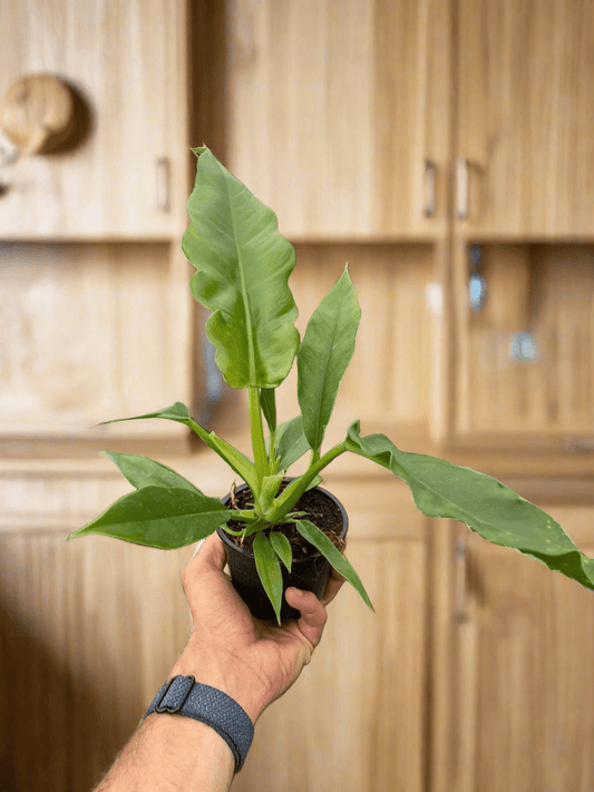 Philodendron 'Jungle Boogie' - Plantonio