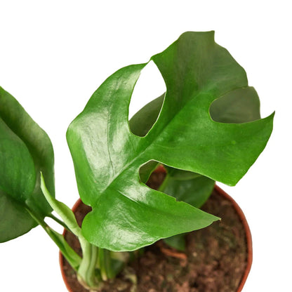 Philodendron Mini Monstera Minima - Plantonio