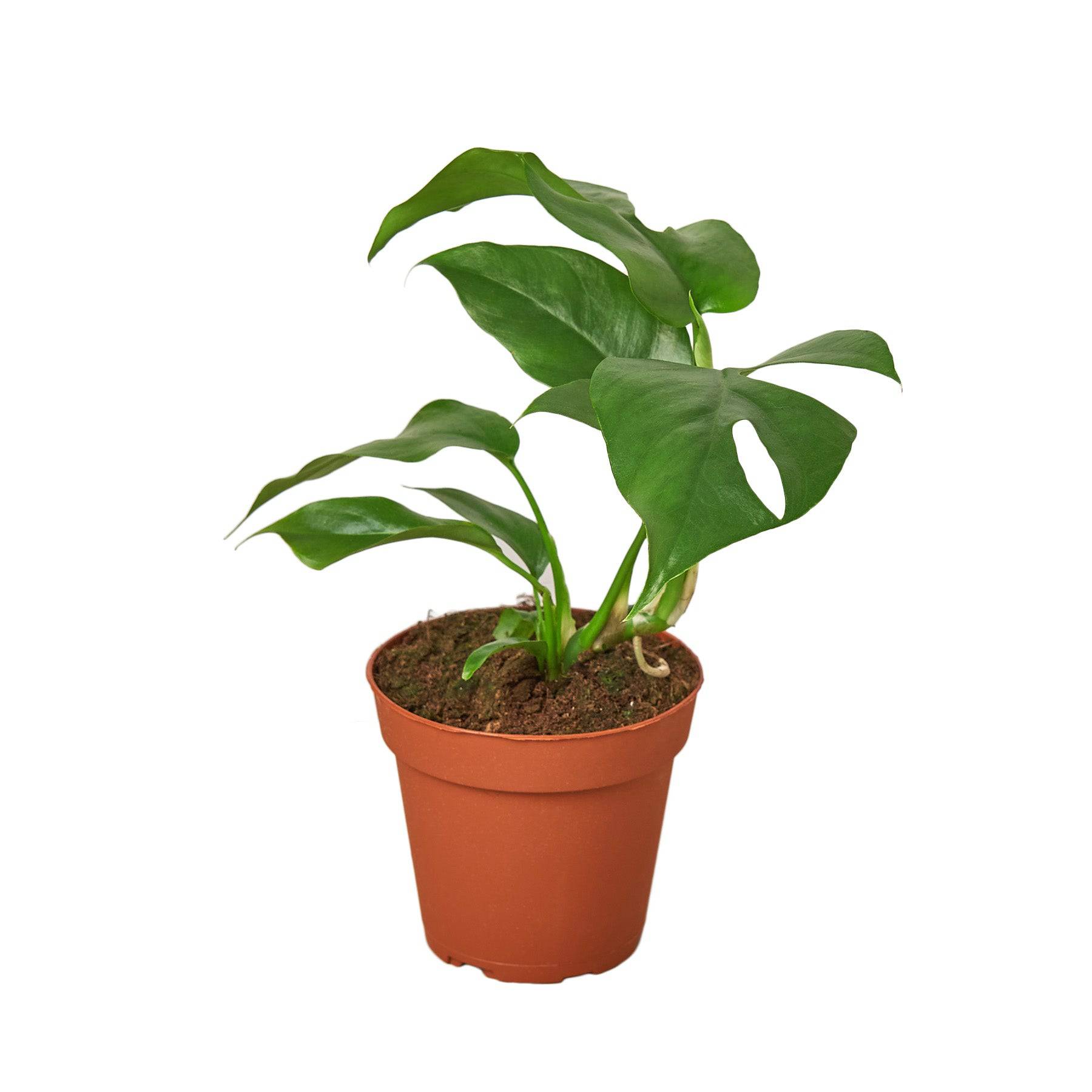 Philodendron Mini Monstera Minima - Plantonio