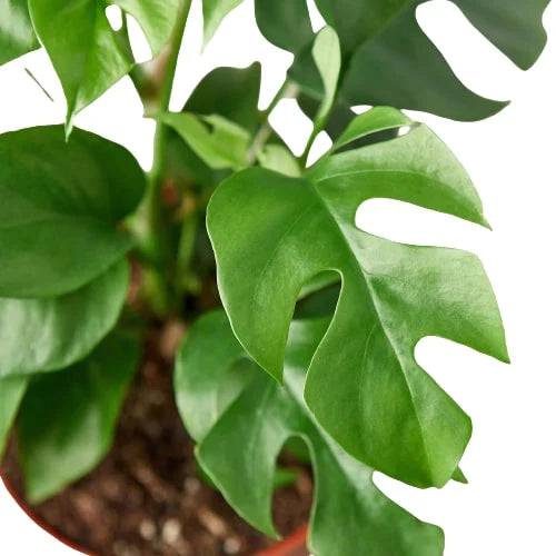 Philodendron Mini Monstera Minima - Plantonio
