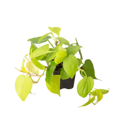 Philodendron 'Neon' - Plantonio