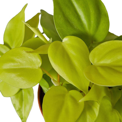 Philodendron 'Neon' - Plantonio