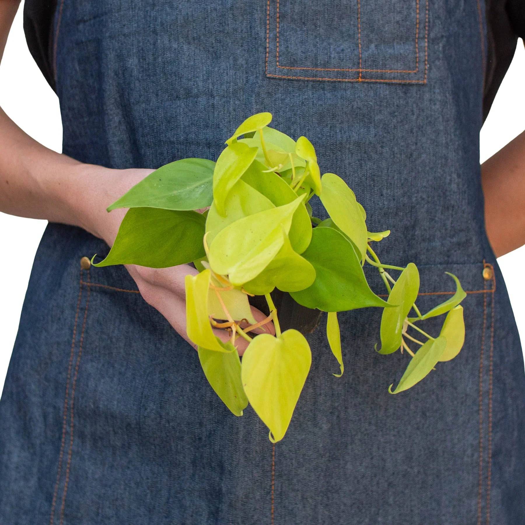 Philodendron 'Neon' - Plantonio