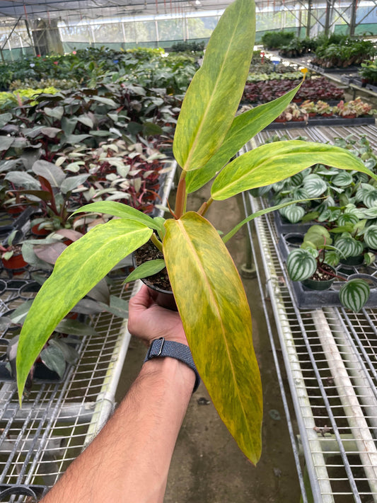 Philodendron 'Orange Marmalade' - Plantonio
