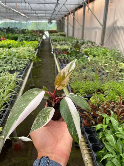 Philodendron 'Pink Princess' - Plantonio