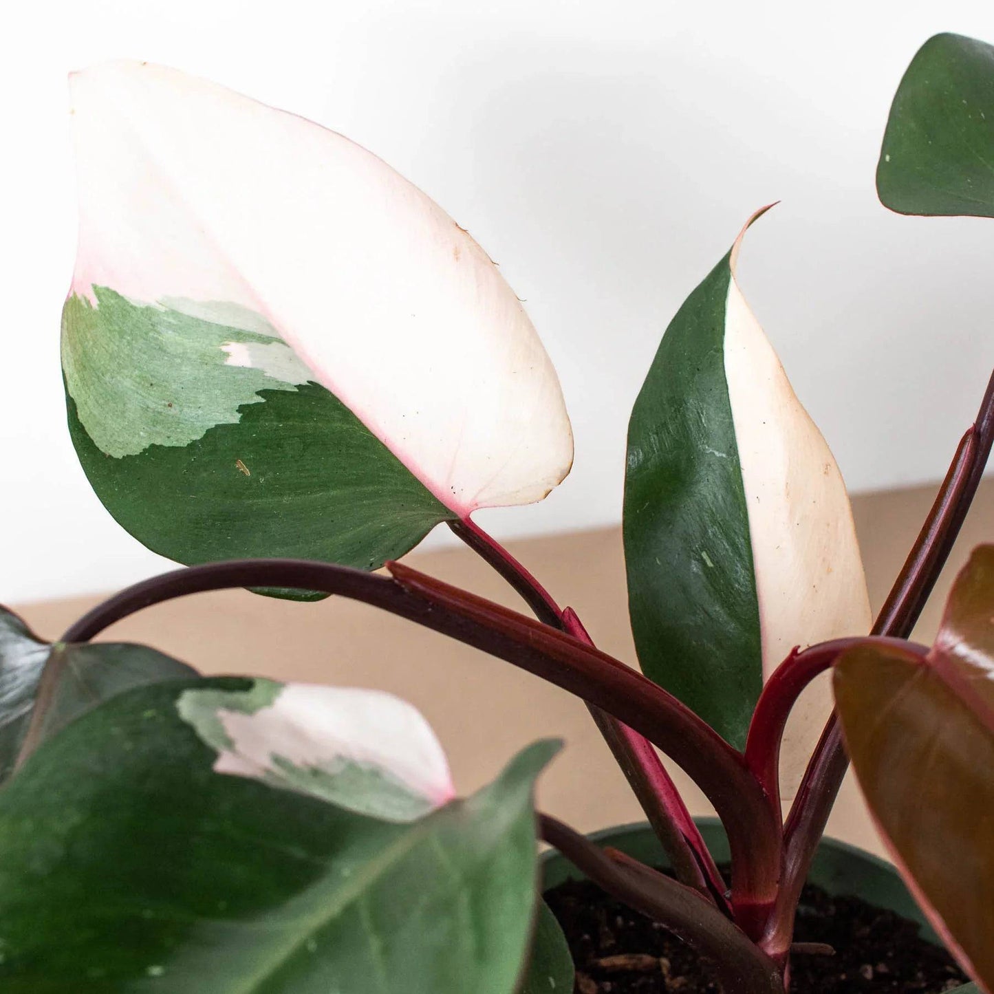 Philodendron 'Pink Princess' - Plantonio