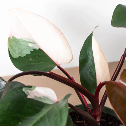 Philodendron 'Pink Princess' - Plantonio