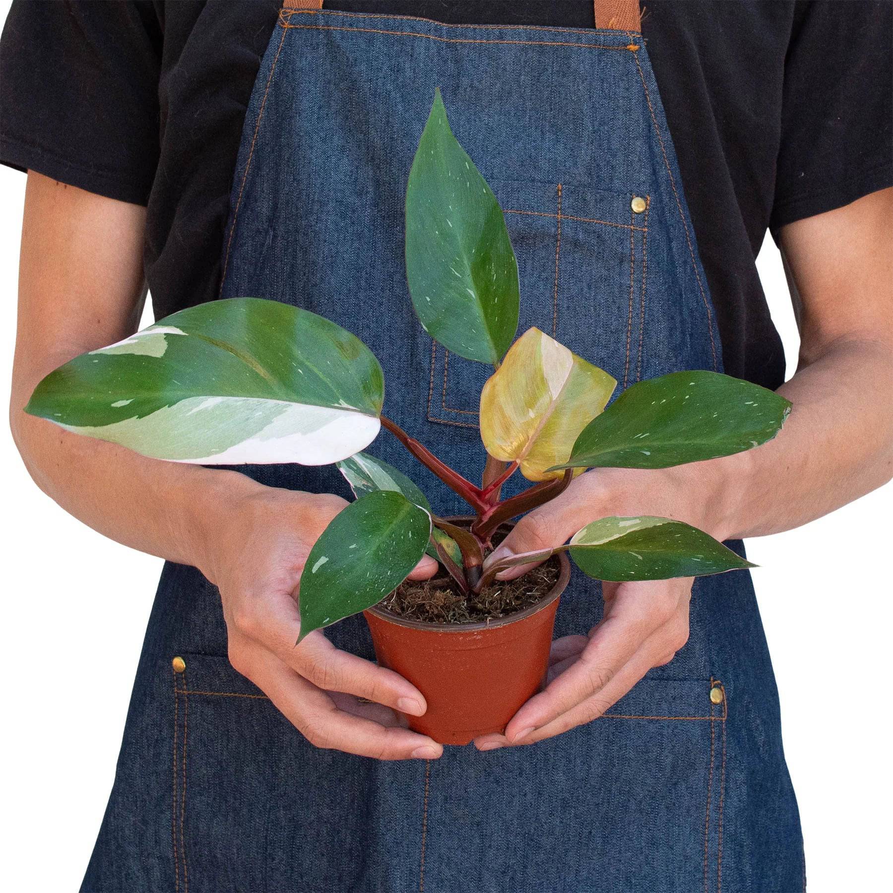 Philodendron 'Pink Princess' - Plantonio