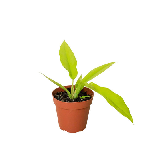 Philodendron 'Ring of Fire Gold' - Plantonio
