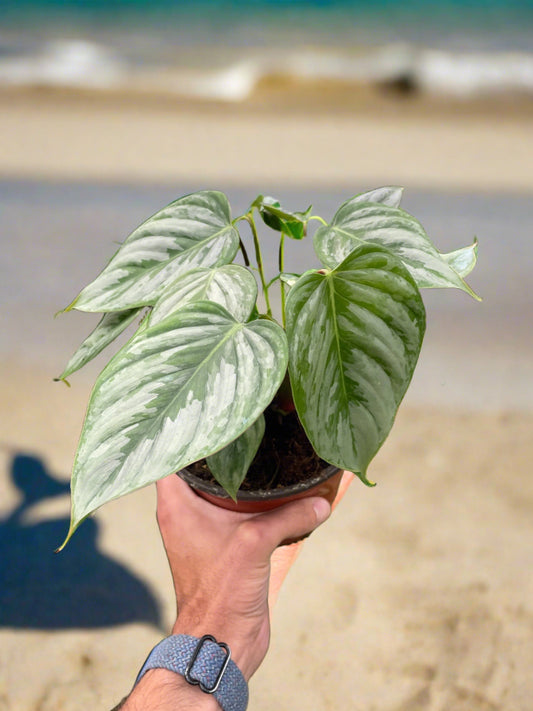 Philodendron 'Sodiroi' - Plantonio
