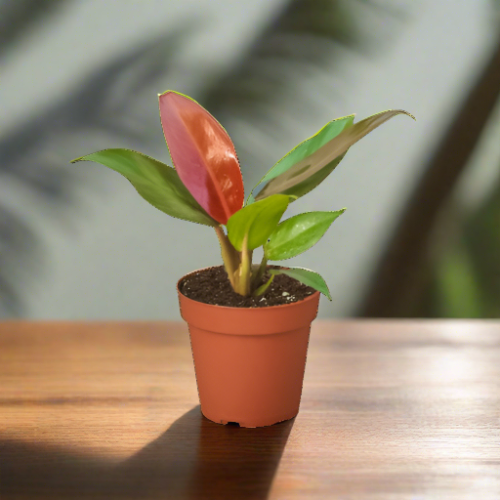 Philodendron 'Sun Red' - Plantonio