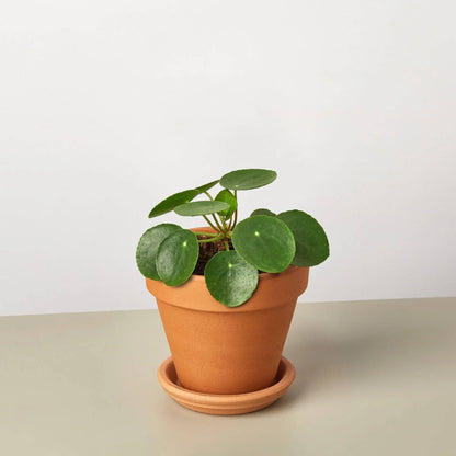 Pilea Peperomioides 'Chinese Money' - Plantonio