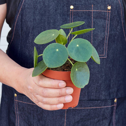 Pilea Peperomioides 'Chinese Money' - Plantonio