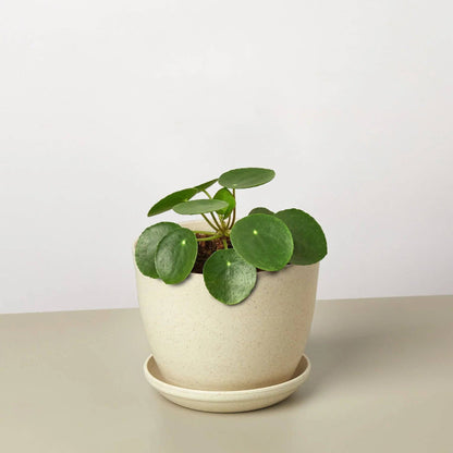 Pilea Peperomioides 'Chinese Money' - Plantonio