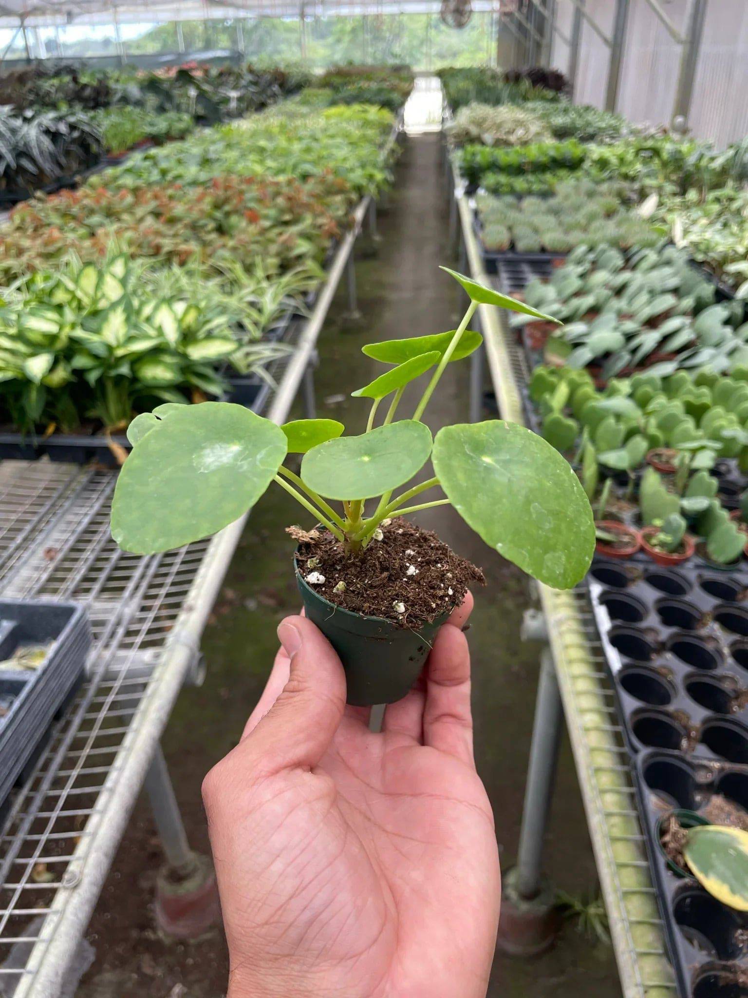 Pilea Peperomioides 'Chinese Money' - Plantonio