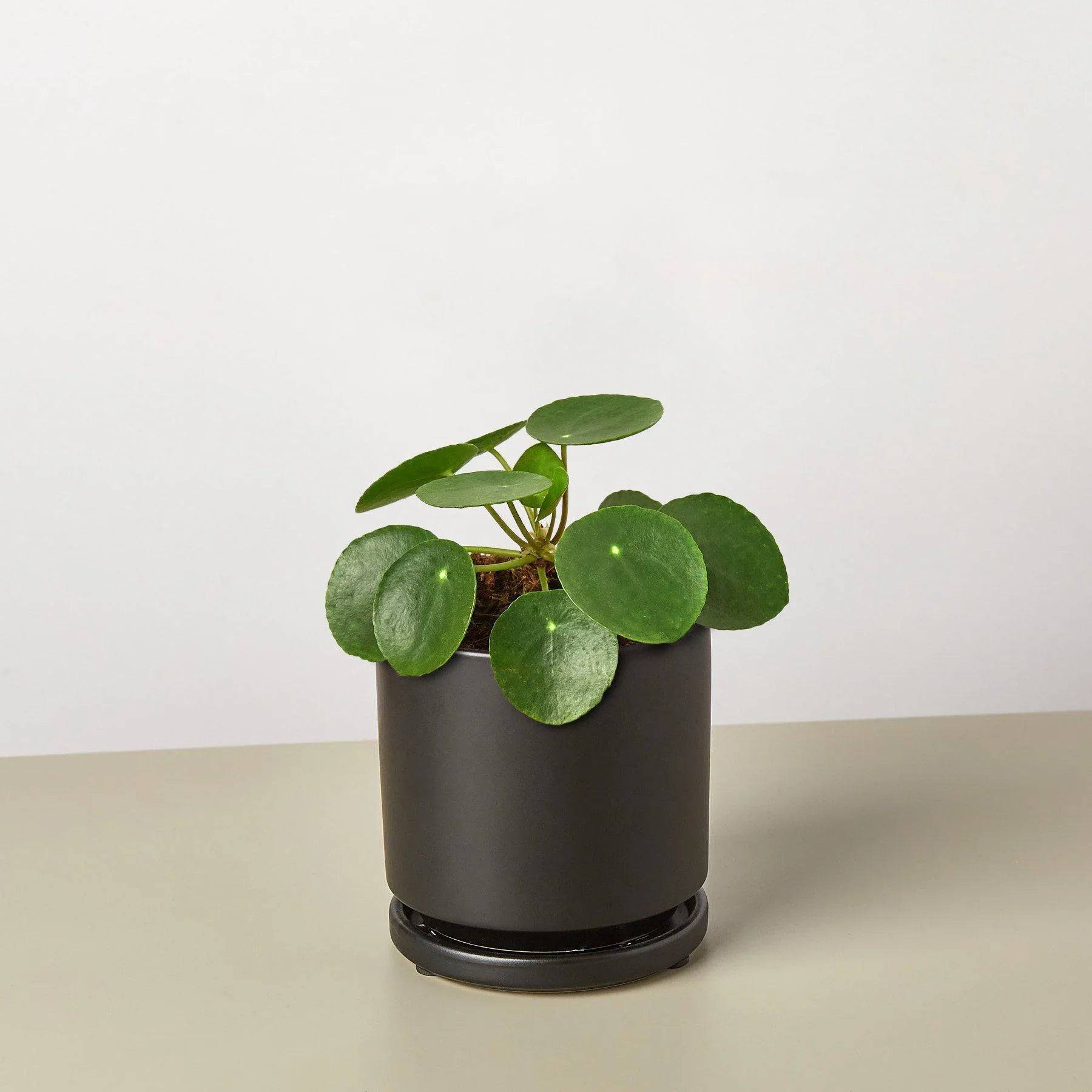 Pilea Peperomioides 'Chinese Money' - Plantonio