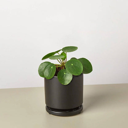 Pilea Peperomioides 'Chinese Money' - Plantonio