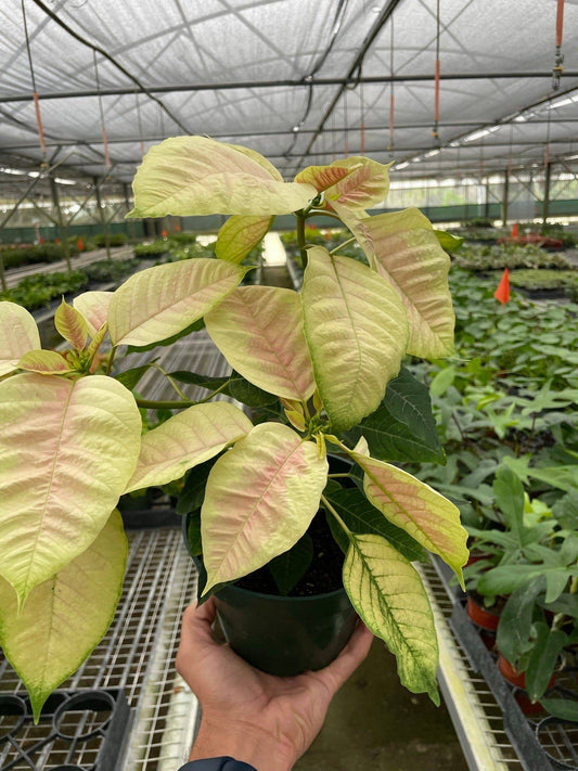 Poinsettia 'Marble' - Plantonio