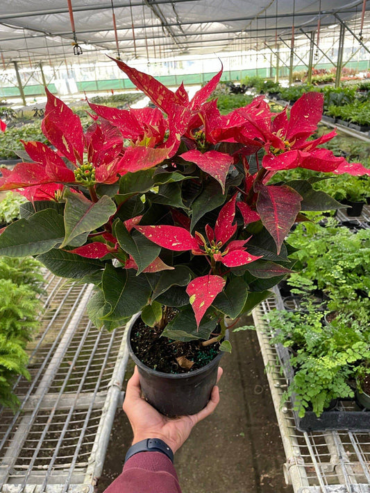 Poinsettia 'Red Glitter' - Plantonio