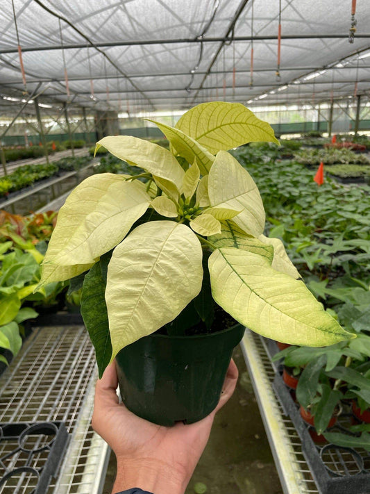 Poinsettia 'White' - Plantonio