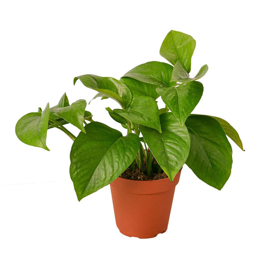 Pothos 'Green Queen' - Plantonio
