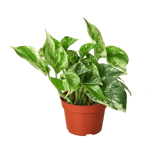 Pothos 'Marble Queen' - Plantonio