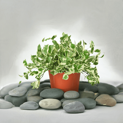 Pothos 'N'joy' - Plantonio