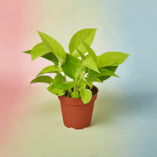 Pothos 'Neon' - Plantonio