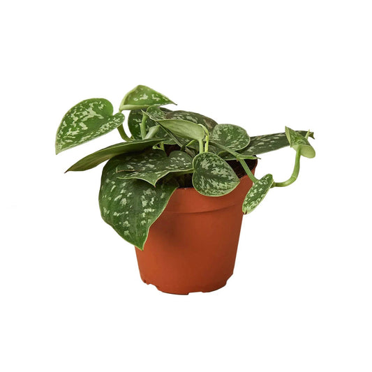 Pothos 'Satin' - Plantonio