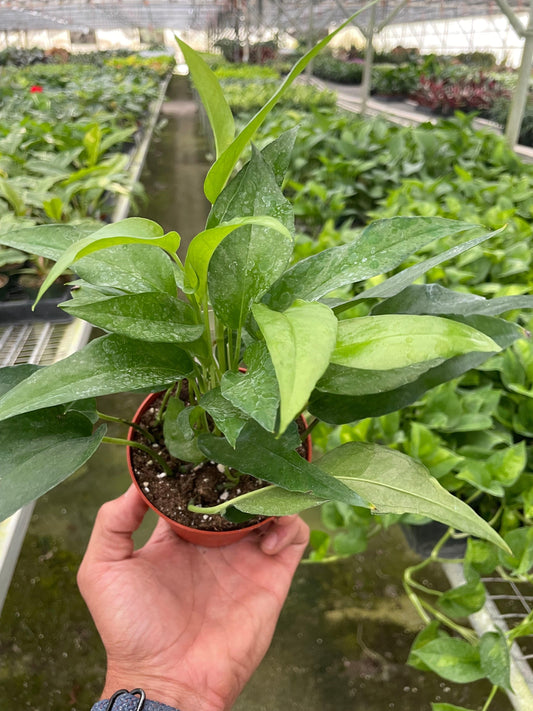 Pothos Skeleton Key - Plantonio