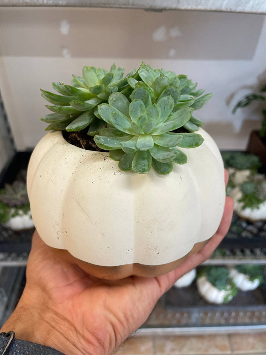 Pumpkin Succulent Garden - Plantonio