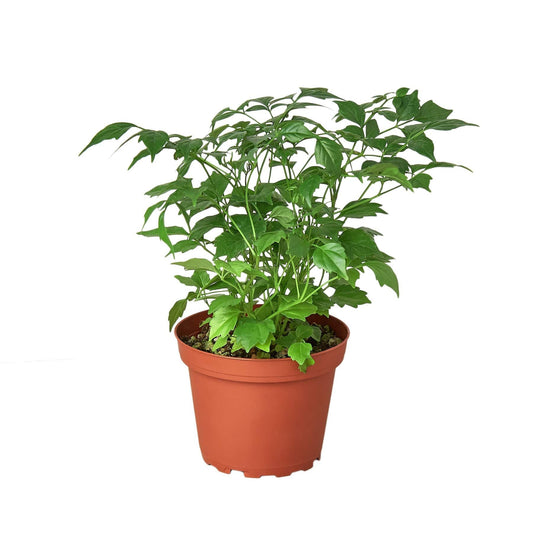 Radermachera 'China Doll' - 4" Pot - Plantonio
