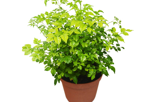 Radermachera 'China Doll' - 6" Pot - Plantonio