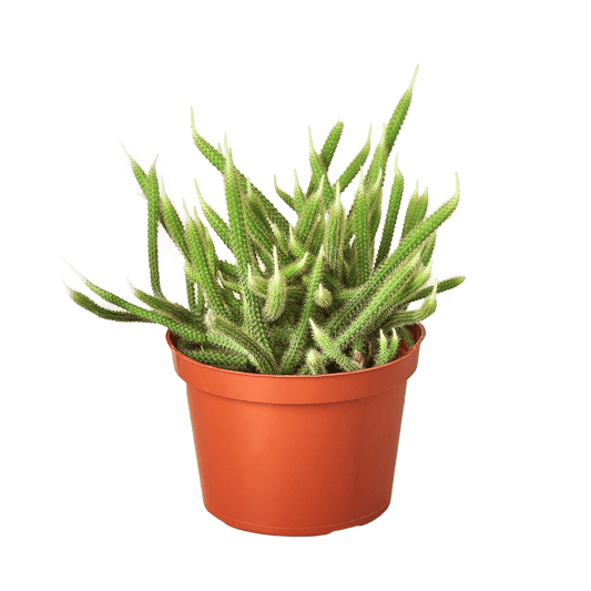 Rat Tail Cactus - Plantonio