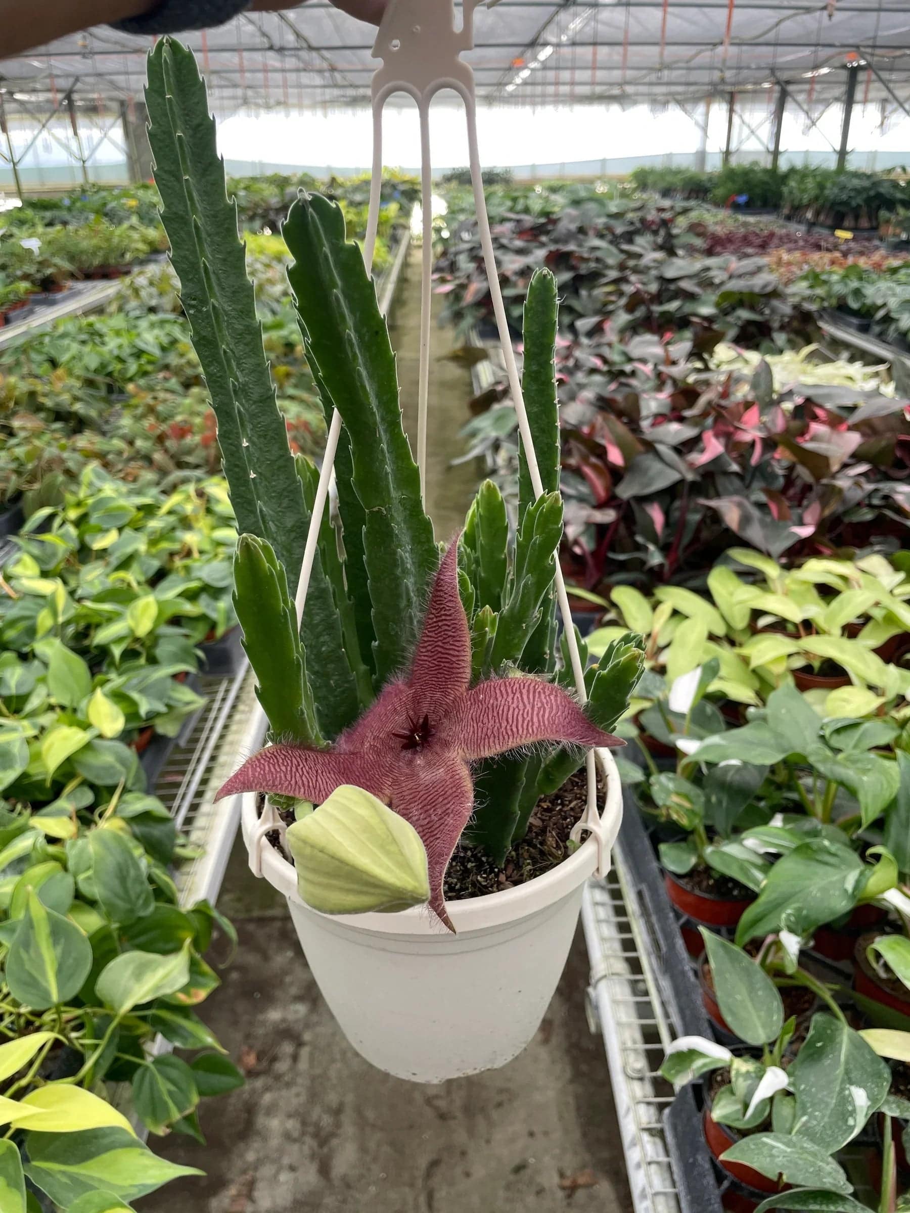 Red Dragon Flower (Huernia schneideriana) - Plantonio