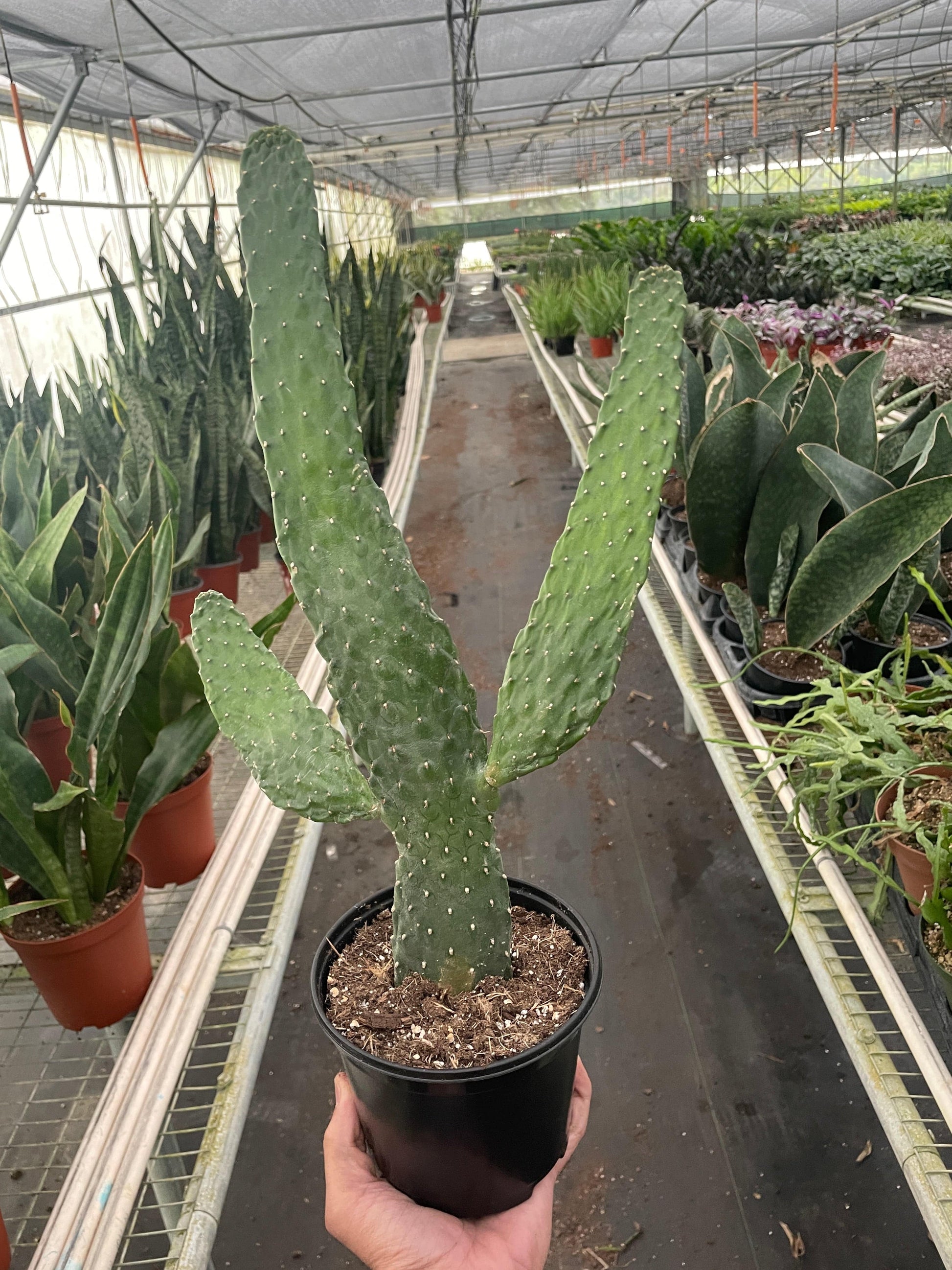 Road Kill Cactus (Consolea rubescens) - Plantonio