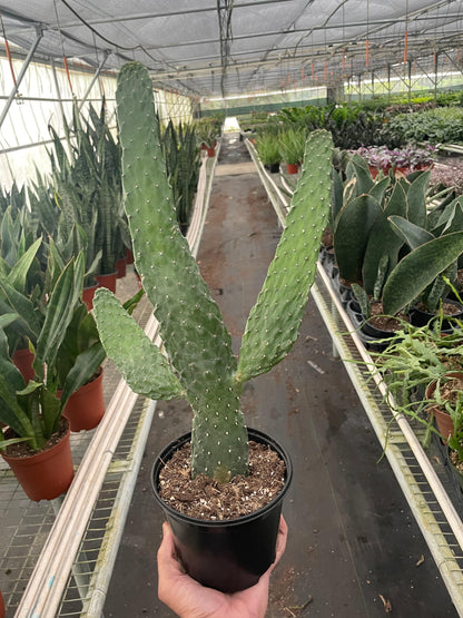 Road Kill Cactus (Consolea rubescens) - Plantonio