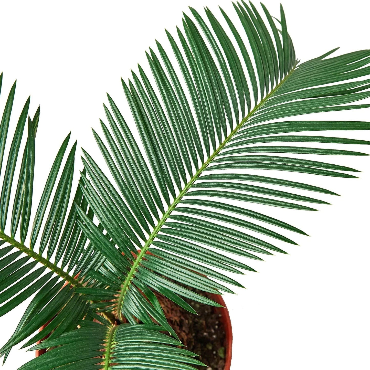 Sago Palm - In 6" Pot - Plantonio
