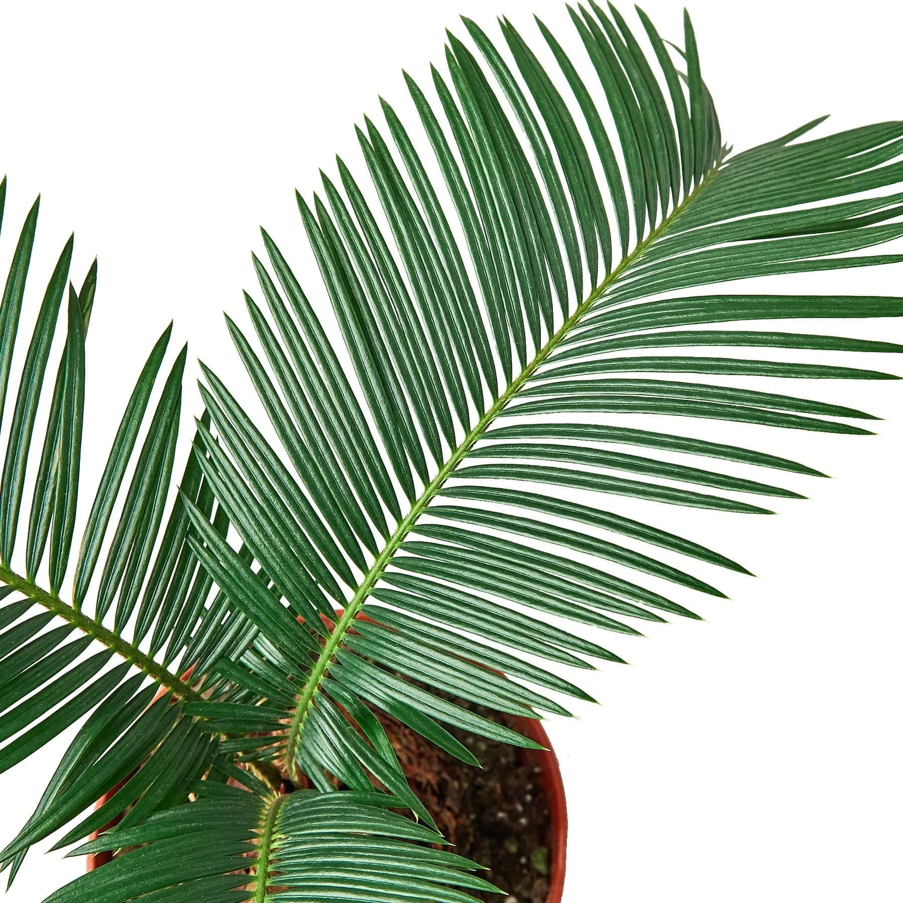 Sago Palm - In 6" Pot - Plantonio