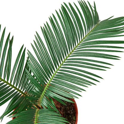 Sago Palm - In 6" Pot - Plantonio