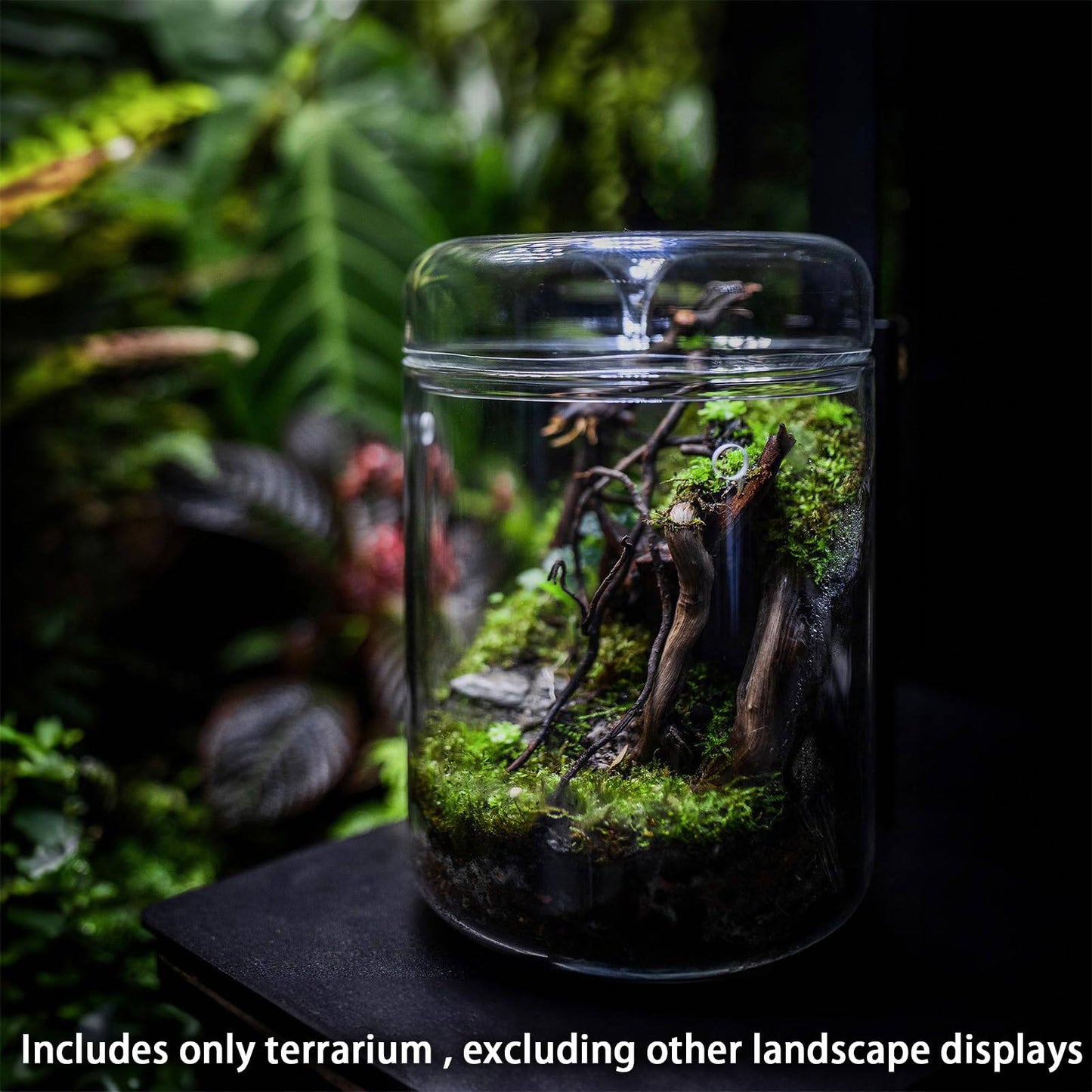 SARUFO Small Glass Plant Terrarium 4.7"X7" Inches Succulent Air Planter Fern Moss Micro-Landscape Vase for Home Garden Office Tabletop Decoration Container with Lid Indoor Wardian Copyright Patent - Plantonio