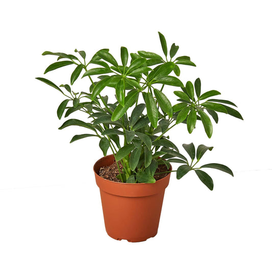 Schefflera Arboricola 'Umbrella' - Plantonio