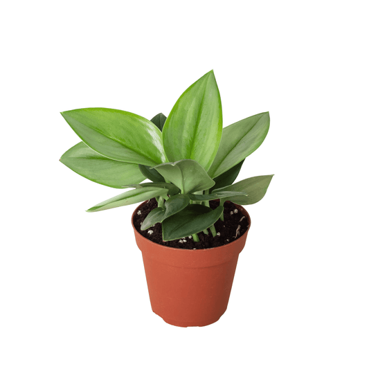 Scindapsus 'Moonlight' - 4" Pot - Plantonio