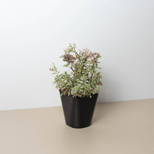 Sedum Tricolor - Plantonio