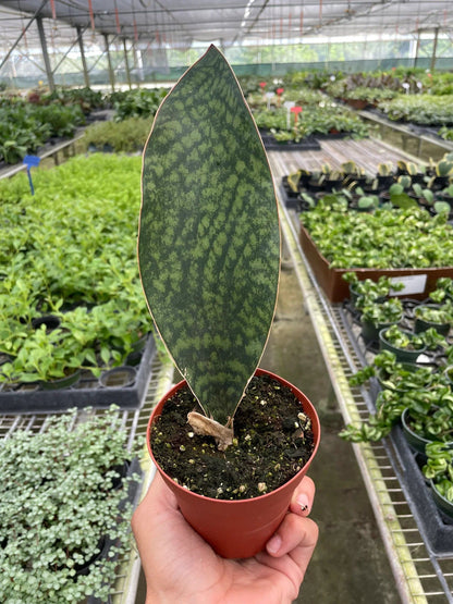 Shark Fin Snake Plant - Plantonio