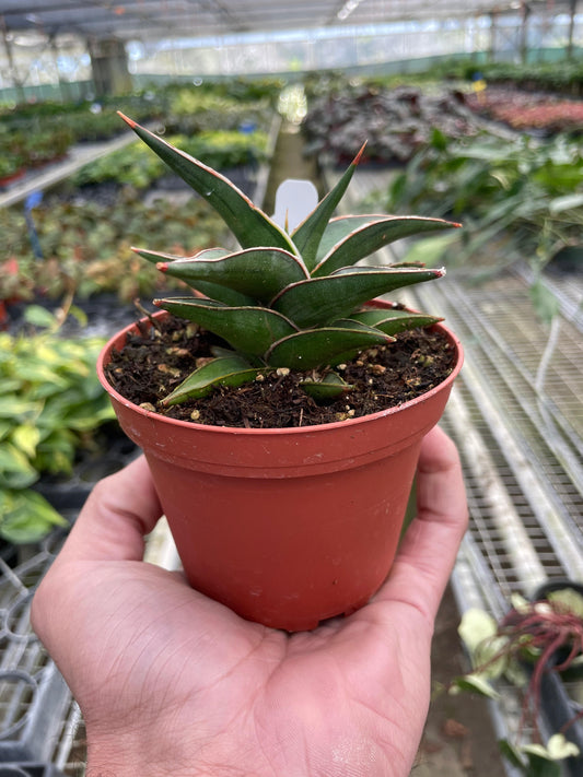 Snake 'Lavranos' - Plantonio