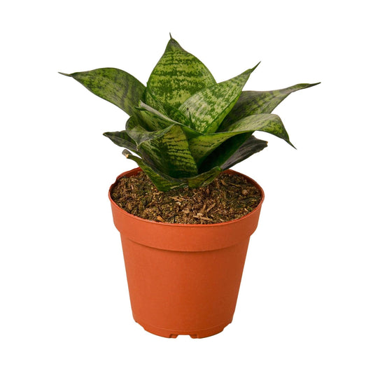 Snake Plant Black Robusta - Plantonio