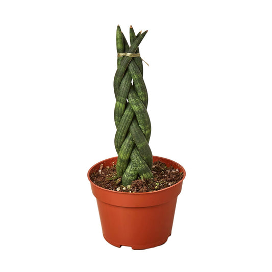 Snake Plant Braided - Plantonio